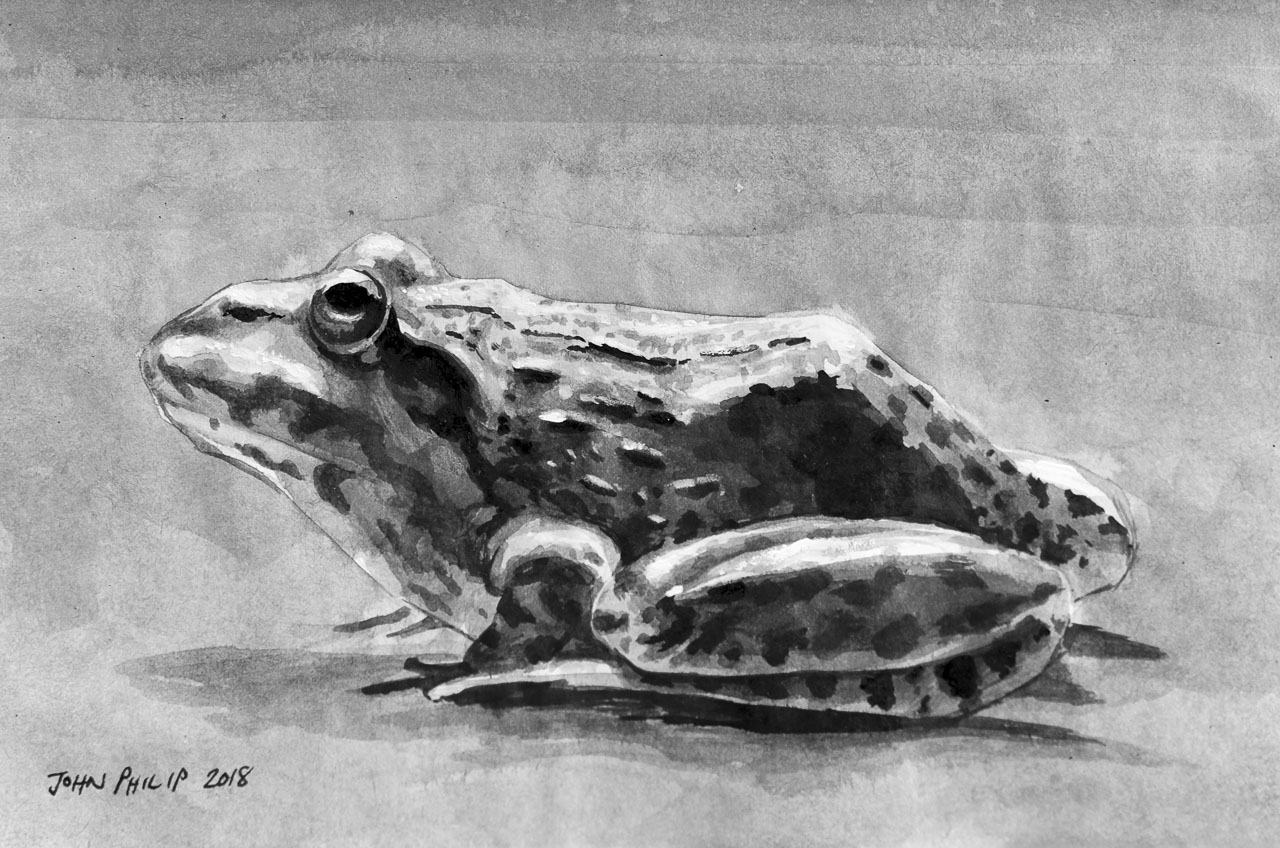 Frog – John Philip