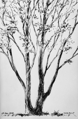 Elm Tree Pen Sketch – John Philip