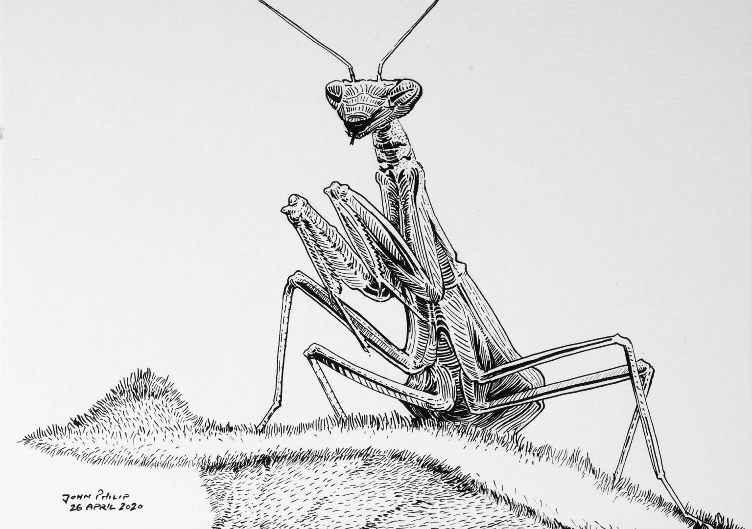 Mantis in Ink John Philip